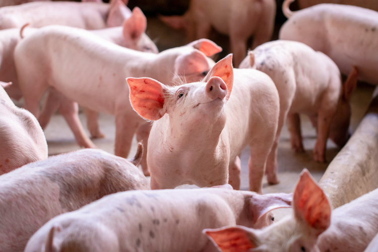 Small piglet in the farm. Group of Pig indoor on a farm yard in