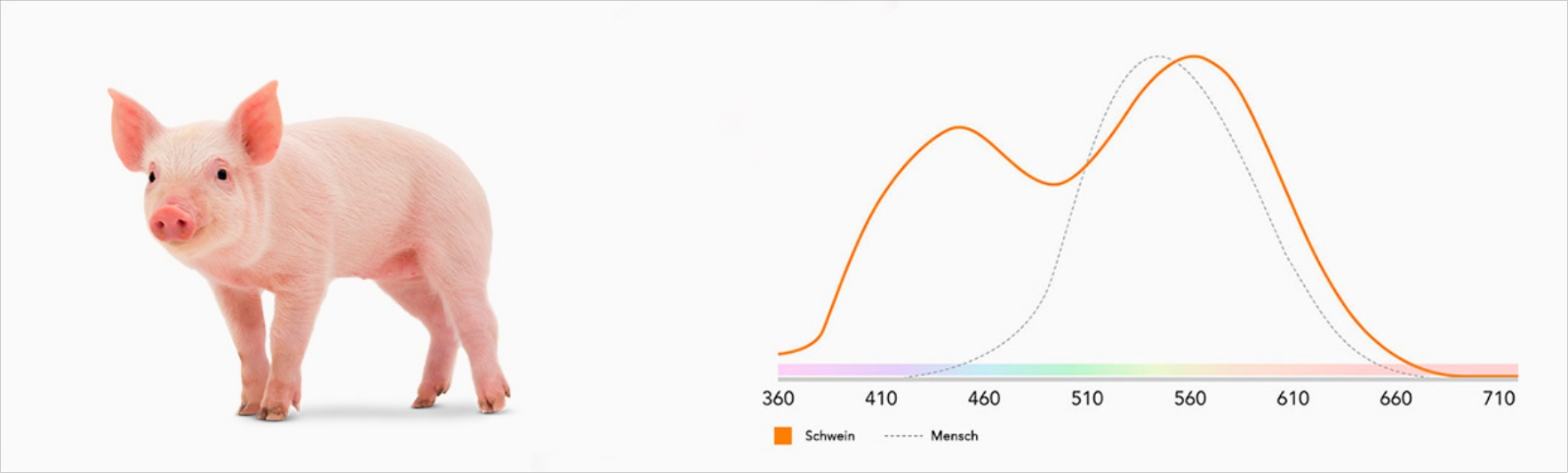 sensibilidad-ocular-porcino