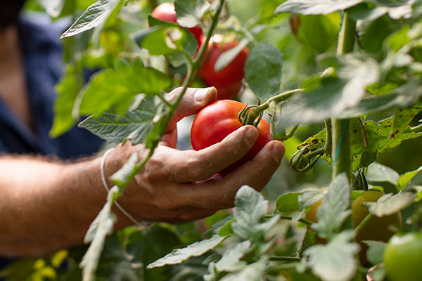 Beneficio-tomates-1