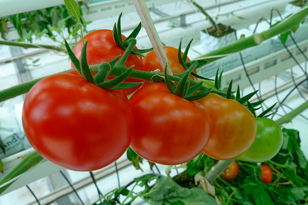 Beneficio-tomates-2