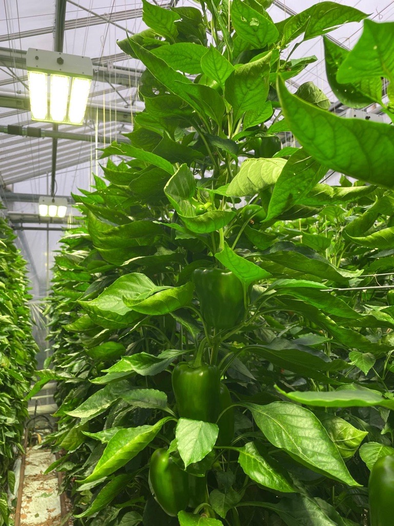 Pepeers in greenhouse with ZALUX lighting