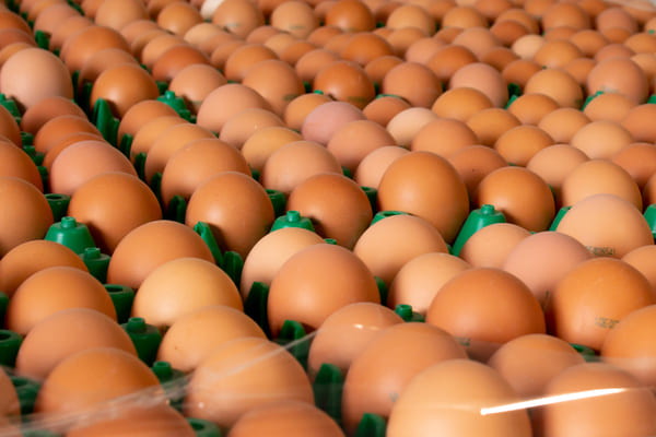 gallina ponedora-2_bachtrop_eggs