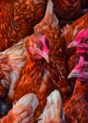 gallina ponedora-3_chicken-3727099_1920