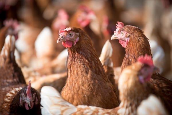 gallina reproductora-1_laying-hens-4133954_1280