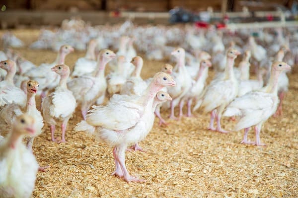 gallina reproductora-3_egg-2580904_1280poultry-4689322_1280