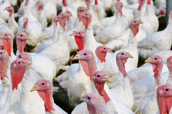 pavos-2_turkeys-2799462_1280