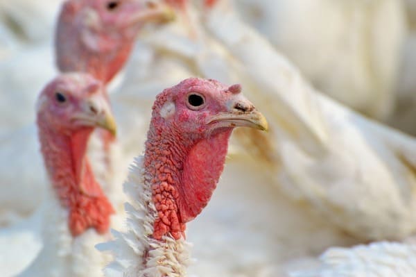 pavos-3_turkeys-2799458_1280