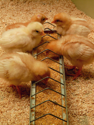 pollo de engorde-1_chicks-7324_1920