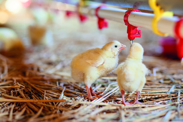 pollo de engorde-2_iStock-540502018