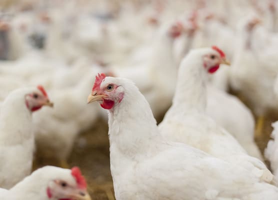 pollo de engorde-3_iStock-479986424
