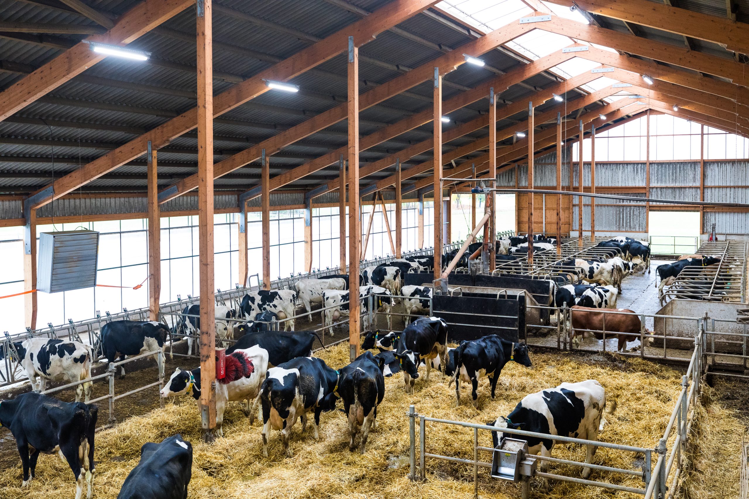 vacas-1_2018_PAC_Shooting-Kuhstall-20