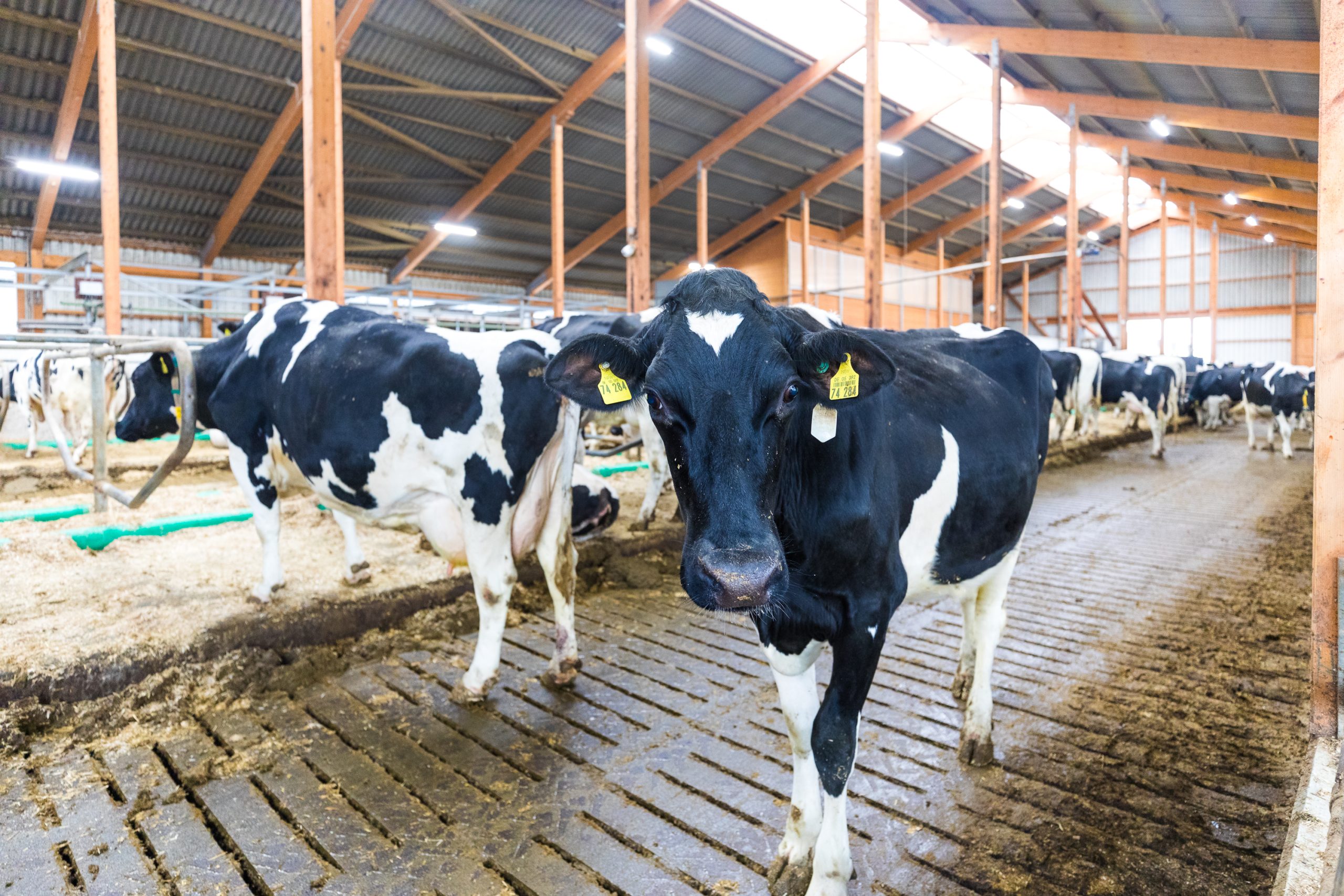 vacas-2_2018_PAC_Shooting-Kuhstall-15