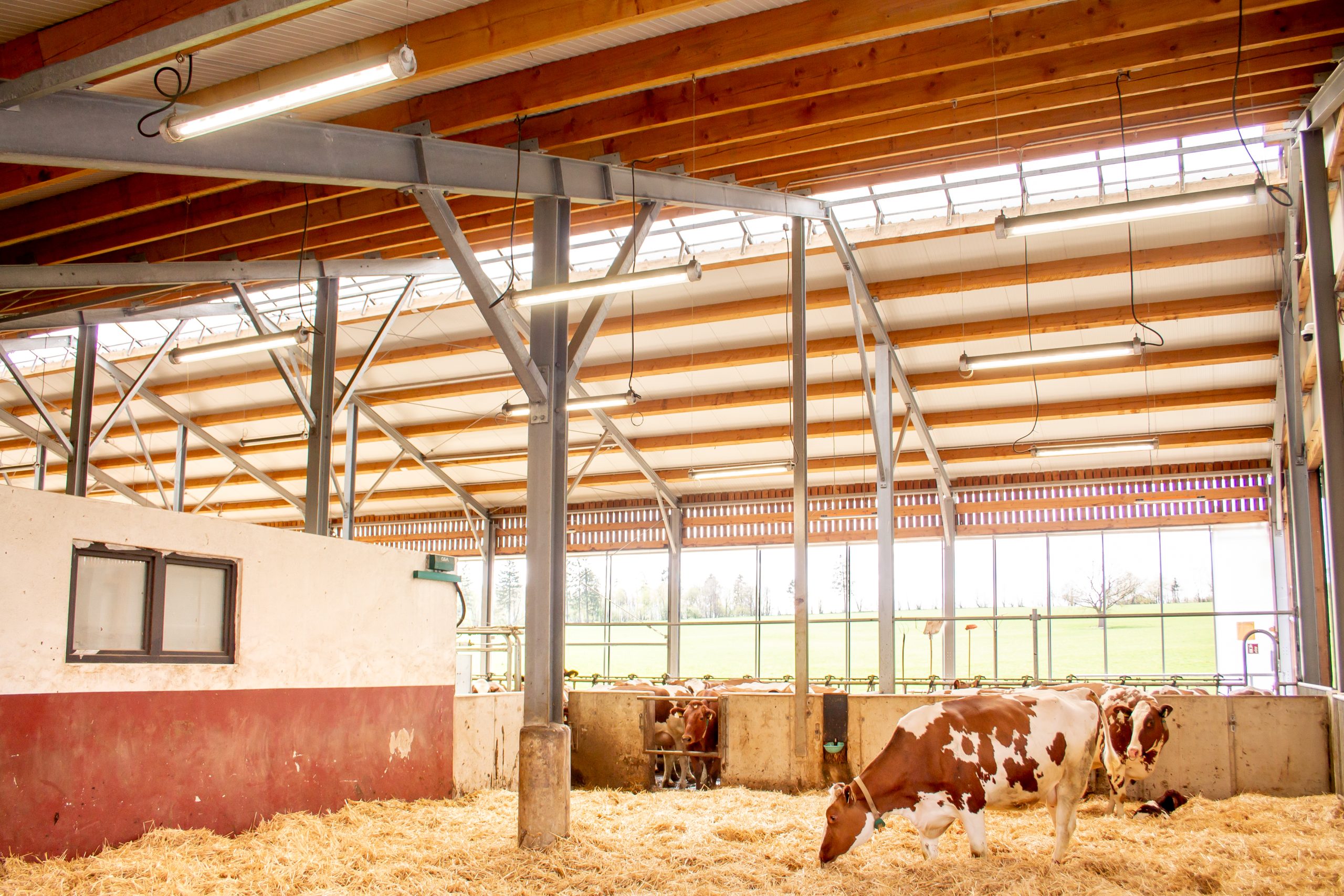 vacas-3_IMG_0646