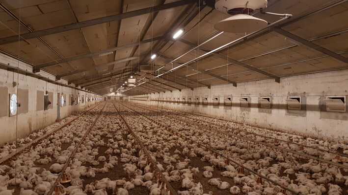 poultry_reference_pacelum (15) (1) (1)