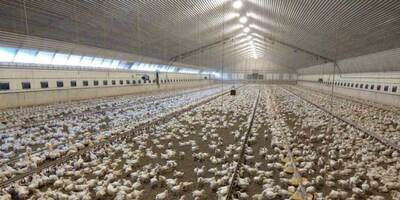Stress-free broiler chicken-housing-with-AzuLux-spectrum-small